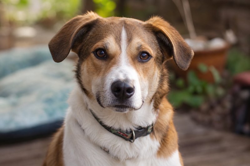 Friendly rescue dog ready for adoption